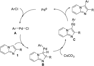 Possible mechanism.