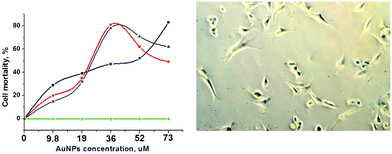 Graphical behaviour of the mortality of U87 cells incubated with Au-(1–3) NPs, varying Au concentration [■ = AuT; ● = Au–dT; ▲ = Au-5′-TMP; ★= Au–Citrate]; an image of U87 cells treated with Au–T NPs (19 μM).