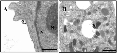 TEM micrographs of U87 cell uptake of Au-5′-TMP NPs after 1 h: A) AuNPs approaching cellular membrane; B) AuNPs enclosed in an endosome (Scale bar 1 μm); N = nucleus; Nu = nucleolus.