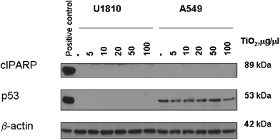 Western blot analysis of PARP-1 cleavage and p53 expression in A549 and U1810 cells treated with different concentrations of titanium oxide-based nanoparticles