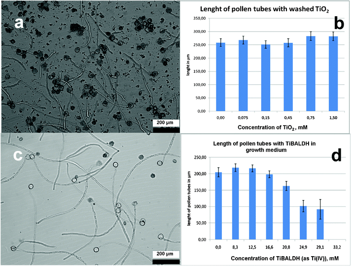 Growth of pollen tubes in a 100 μg ml−1 suspension of titania gel produced from CaptiGel after 3 h of exposure (a). Length of pollen tubes measured in solutions with different concentrations of titania gel (b). Growth of pollen tubes in a 600 μg ml−1 solution of TiBALDH (c). Length of pollen tubes measured in solutions with different concentrations of TiBALDH (d).