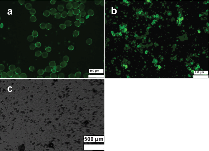 Pollen grains incubated with LaAlO3 nanophosphor: as-produced (a), after 2 h (b) and after 4 h (c).