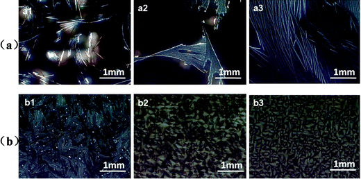 POM images of rubrene/PS films (17% PS) containing PS with different molecular weights after annealed in CS2 vapor for 12 h. The vapor pressures are (a) 0.91 and (b) 0.50, respectively. The molecular weights of PS are (a1, b1) Mw = 1.3 kDa, (a2, b2) Mw = 213.6 kDa and (a3, b3) Mw = 2020 kDa, respectively.