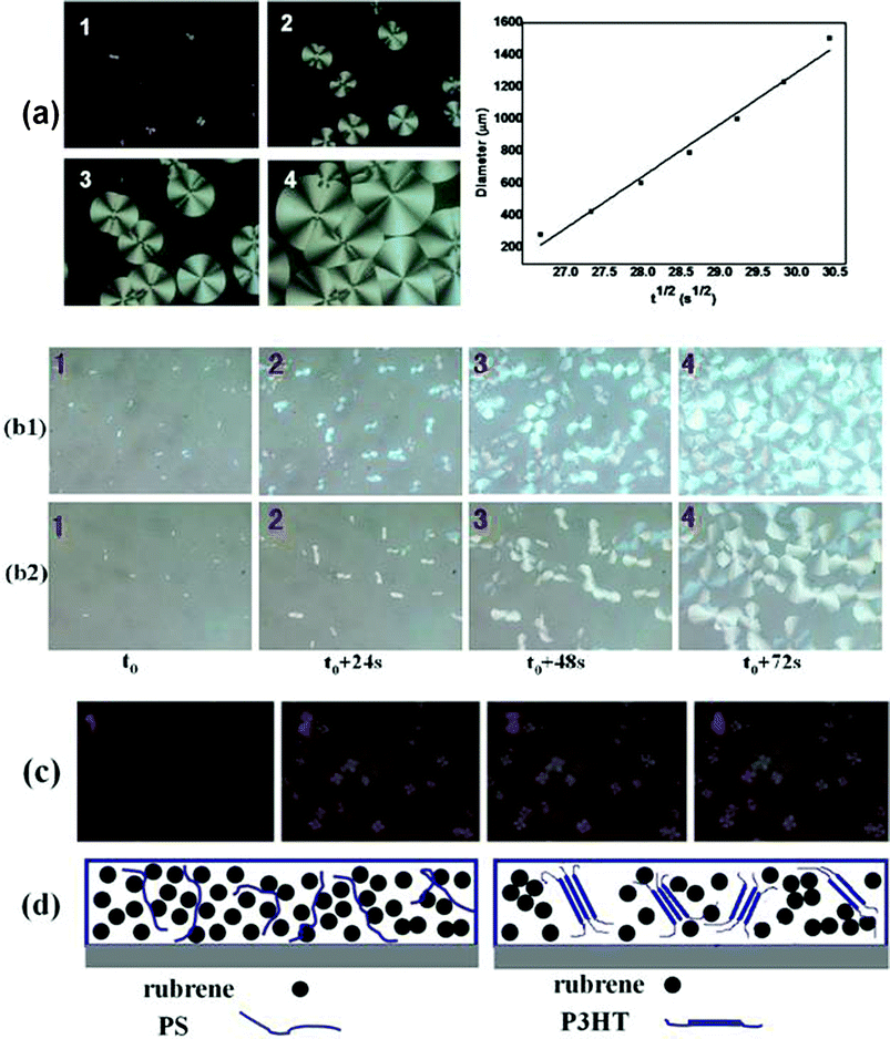 (a) Growth kinetics of rubrene spherulites when rubrene/PS film was annealed in CS2 vapor. PS (Mw = 2020 kDa) ratio is 17% by weight. 1–4 (1 = t0, 2 = t0 + 144 s, 3 = t0 + 216 s, 4 = t0 + 324 s; t0 = 12 min) represent the POM images of rubrene spherulites developing at different stages. The plot of rubrene spherulites diameter versus the square root of annealing time (t1/2) is also shown. (b) A comparison of growth kinetics of rubrene spherulites for rubrene/PS (17% PS) films containing PS with different molecular weights. The molecular weights of PS are (b1) Mw = 213.6 kDa and (b2) Mw = 2020 kDa, respectively. (c) POM images of rubrene spherulites developing at different stages (1 = t0, 2 = t0 + 144 s, 3 = t0 + 216 s, 4 = t0 + 324 s; t0 = 12 min) for rubrene/P3HT film (17% P3HT) annealing in CS2 vapor. (d) Schematic diagrams of rubrene and polymer molecules distribution in the blends (rubrene/PS and rubrene/P3HT system).