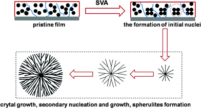 Schematic representation of the growth of rubrene spherulites. In the first stage, initial nuclei appear because of the aggregation of rubrene molecules promoted by the impetus of solvent molecules. Then secondary nuclei develop accompanying the growth of the existed crystals. The rather large nuclei density resulting from the lower vapor pressure induces the radiative growth of the crystals. In this manner, rubrene spherulites of type I emerge at last.