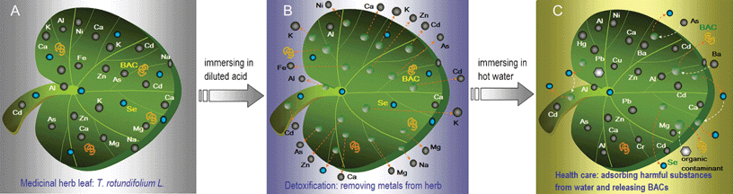 Cartoon illustration for T. rotundifolium embedding As, BACs and various metals (A), their release causing the formation of metal-imprinting hollows/pores under immersion in acid media (B) and then backfilling and sorption of harmful substances existing in drinking water (C).