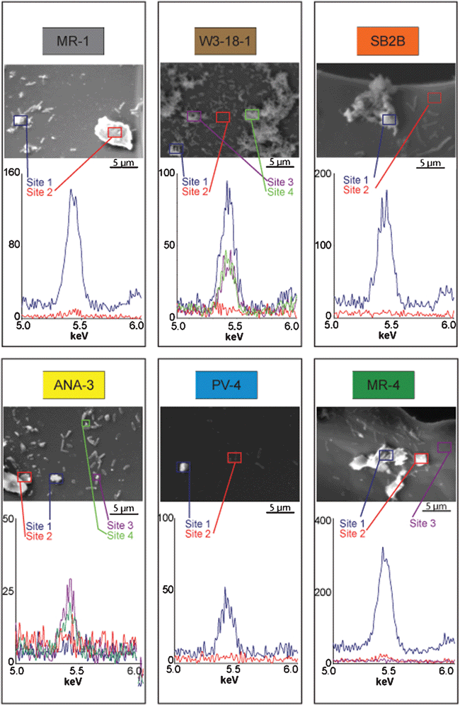 Scanning electron micrographs and elemental dispersive spectroscopy peaks for biocathode samples.