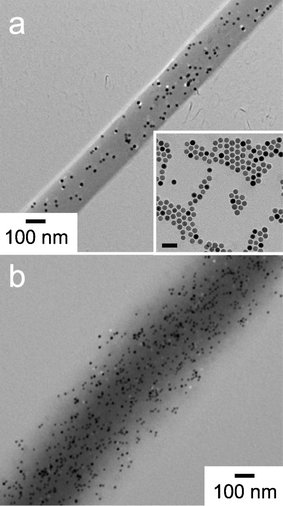 TEM images of randomly dispersed SPIONs in electrospun PCL microfibers varying in SPION concentration (in vol%): (a) 0.5 and (b) 2.5. A TEM image of SPIONs measuring 17.6 nm in diameter and drop cast from chloroform is included in the inset of (a). The scalemarker in the inset corresponds to 50 nm.