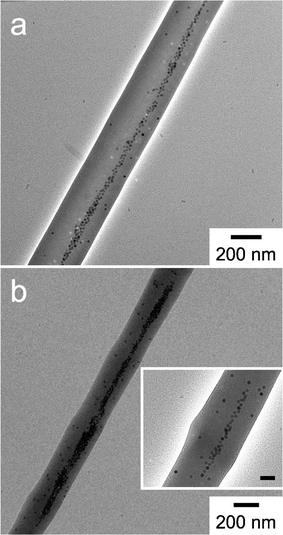 TEM images of magnetic field-aligned SPIONs, measuring 17.6 nm in diameter, in PCL microfibers illustrating long, contiguous arrays in (a), and shorter arrays in (b). The scalemarker in the inset corresponds to 100 nm.