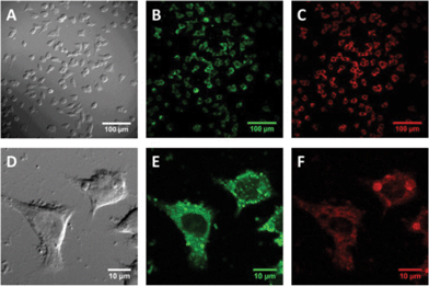 The same field of view of PC-12 cultures was imaged by differential interference contrast (a and d), and two photon fluorescence for calcein, (b and e) or compound 3 (c and f).