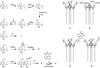 The amphiphilic calix[4]arenes used in the present study, with R = C12H25.