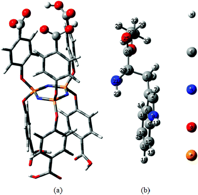 Energy-minimized configuration of HCPCP (a) and EtTrp (b) obtained by DFT calculation (B3LYP/6-31g*) using Gaussian 03.