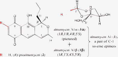 The structures of the inverse epimeric pair (2)-(1R,1′RS,4′RS,5′SR)-alnumycin A1 (1α and 1β) and prealnumycin (2). The recently described4 notation for indicating relative stereochemistry as an extension to the standard Natta projection system5 is used and where the ‘2’ near to the C-1′ atom and preceding the name indicates that the number of stereoisomers present in the sample or under consideration is two.