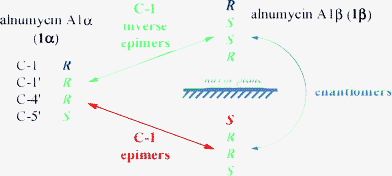 Schematic indicating the stereochemical relationships between alnumycin A1α (1α), its C-1 epimer, and its C-1 inverse epimer 1β.