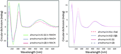 Observed (left) and calculated (right) ECD spectra of alnumycin A1 (1) and (R)-prealnumycin (2). The calculated spectra of 1α and 1β are Boltzmann-calculated population-weighted averages9 of two conformers whilst 1 is an average of 1β and 1α based on a ratio of 3 : 2, respectively, obtained from 1H NMR. This figure, enlarged, is also shown in the ESI.