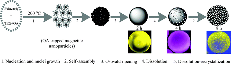 Schematic illustration of the formation mechanism of the mesoporous 3D hematite superstructures.