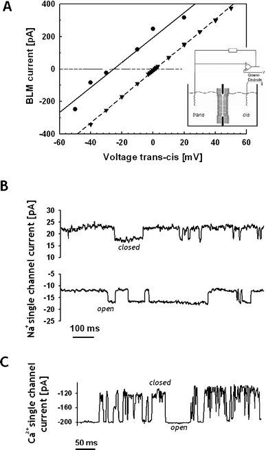 Activity of poly(1) in BLM: (A) macroscopic IV profile; (●) 50/250 mmol L−1 NaCl cis/trans solutions, g = 7.7 nS, Erev = −27 mV, PNa+/PCl− = 6.3 : 1 ; (▼) 250/250 mmol L−1 KCl/NaCl cis/trans solutions, g = 8.0 nS, Erev = 1.5 mV, PNa+/PK+ ∼ 1. Inset: experimental set-up. (B) Na+ single channel current, 50/250 mmol L−1 NaCl cis/trans solutions; voltage = −10 mV (up) and − 40 mV (down). (C) Ca2+ single channel current, 250/250 mmol L−1 CaCl2/NaCl cis/trans solutions ; voltage = −100 mV.