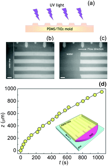 (a) Schematic representation of the irradiation process. Optical microscope images (b) of a water droplet released at the edges of a non-irradiated PDMS/TiO2 nanocomposite capillaries, into which it cannot penetrate, and (c) of water filling the irradiated microchannels. The length of the marker is 20 μm in both panels. (d) Experimental z(t) data (circles) for water rising into the PDMS/TiO2 microchannels irradiated with UV light. The superimposed line is a guide for the eye only. The inset shows a schematic representation of the water filling experiment performed on a nanocomposite network of capillaries (features not to scale).