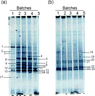 PCR-DGGE band profiles during hydrogen fermentation from lactate by selected microflora obtained from an acid slurry. (a) Non-pretreated and (b) pretreated.