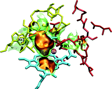 Three-dimensional view of the ba3-CcO active site interacting with the O2 ligand. The orange surfaces correspond to a free energy isovalue of −1.8 kcal mol−1 and the transparent green ones correspond to −0.4 kcal mol−1. The yellow residues depict the hydrophobic Xe1 cavity, while the red residues depict the hydrophilic W1 cavity. Iron atom is displayed in green (but hidden by the orange isosurface), copper in purple and the heme-a3 is represented in cyan.