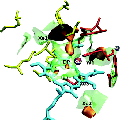 Three-dimensional view of the active site of aa3-CcO interacting with the O2 ligand. The orange surfaces correspond to a free energy isovalue of −0.85 kcal mol−1 and the transparent green ones correspond to 1.6 kcal mol−1. The yellow residues depict the hydrophobic Xe1 cavity and the red ones depict the hydrophilic W1 cavity. Xe2 and Xe3 cavities belonging to the channel accounted as the third one in the text and close to the hydroxyfarnesilethyl group are also shown. Iron atom is displayed in green, copper in purple, magnesium in blue and the heme-a3 is represented in cyan.