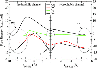 Free energy profiles for the entrance of the ligand into the binuclear center through the hydrophobic channel and its exit through the hydrophilic channel in protein–ligand systems. The origin of the reaction coordinate (rDP – Lig) is placed at the minimum of the DP cavity.