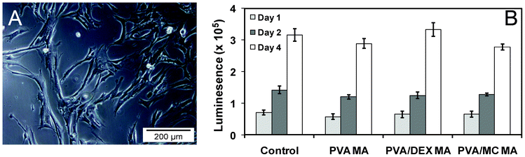 Optical micrograph of IMR-90 cells around nanofiber after 4 days of coculture (A). Cell viability test with IMR-90 on the designed nanofiber up to 4 days of analysis (B). The data represented the mean and standard deviations of the four samples. The control experiment was normalised as the same cell line was used with different time scales.