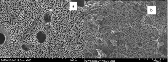 SEM images of crosslinked PASP (a) in DMF by 1,6-hexanediamine and (b) in aqueous solvent by hydrazine hydrate.