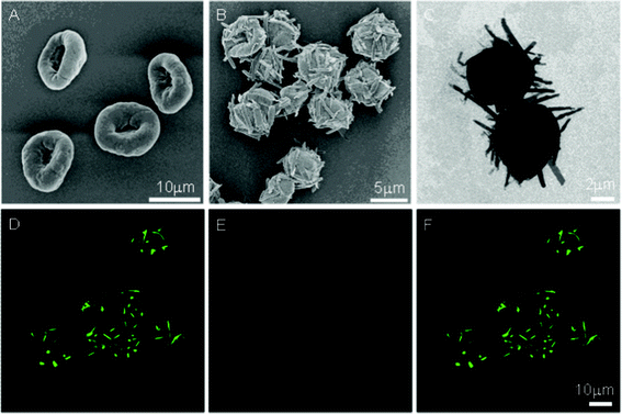 PAH-Py-GA MCs before (A, SEM image) and after treatment (B, SEM; C, TEM; and D–F CLSM images) at pH 1.5 for 4 h. (F) The merged images of (D) NRs (Py-CHO, excited with 405 nm laser) channel and (E) capsule (PAH-GA) channel.