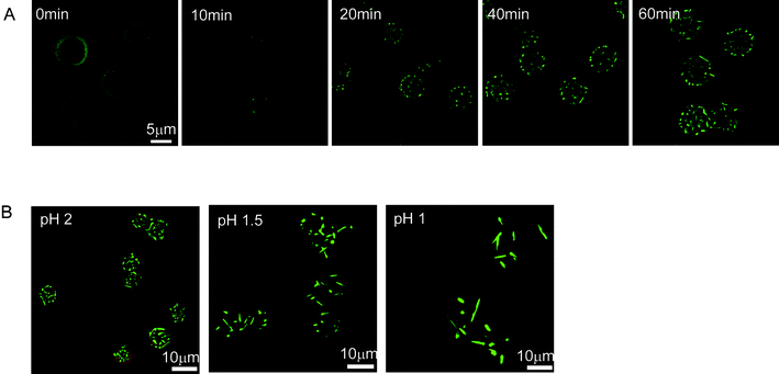 (A) Monitoring the NR protruding process from PAH-Py-GA MCs in pH 2 HCl solution by CLSM. (B) CLSM images of NR-protruded MCs obtained at pH 2 for 1 h, pH 1.5 for 4 h, and pH 1 for 24 h. The text in the left-upper corners of (A) and (B) represent the incubation time and solution pH, respectively. In the merged images, the green and red colors represent the Py molecules or NRs and GA-crosslinked MCs, respectively.