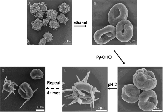 SEM images showing the repeated protrusion of NRs from the MCs. After the PAH-Py-GA MCs protruded with Py-CHO NRs obtained at pH 2 (A) were washed with ethanol to dissolve the NRs (B), the MCs were reacted with Py-CHO again (C), which protruded the Py-CHO NRs after treatment at pH 2 (D), and Py-CHO NRs protruded the 4th time from the microcapsules.