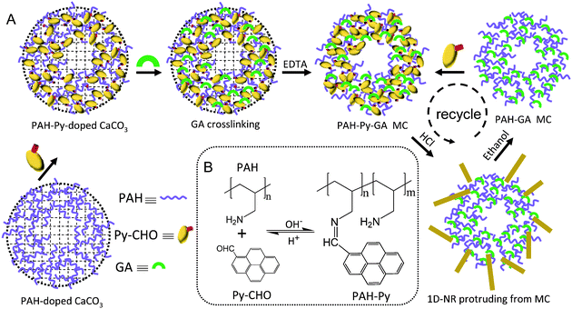 (A) Schematic illustration of PAH-Py-GA MC fabrication and Py-CHO NR protrusion from the MC at low pH. (B) Chemical structures of Py-CHO, PAH, and PAH-Py, and reversible Schiff base formation and hydrolysis at different pH values.