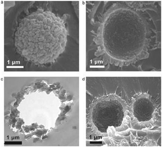 Cross section SEM or TEM images (a–c) 8 wt% HZSPSF MMMs; (d) 8 wt% HZSPI MMM. Reproduced with permission from ref. 240. Copyright of Elsevier B.V.