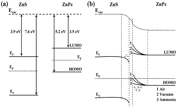 (a) Schematic energy band diagram of ZnS and ZnPc before and (b) after the contact (under different environments: (1) air, (2) Vacuum and (3) Ammonia). Evac and EF denote the vacuum level and the Fermi level (undoped conditions), respectively. Position of EF increases (air) or decreases (ammonia) under doped conditions (not shown in figure).