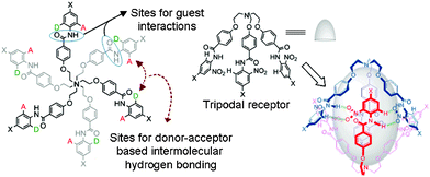 The design principle for a hydrogen bonded self-assembled capsule.