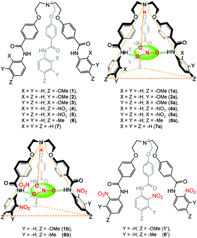 A schematic representation of receptors designed for studies (top left and bottom right) and a topographical representation of the nitrate-encapsulated complexes (top right and bottom left).