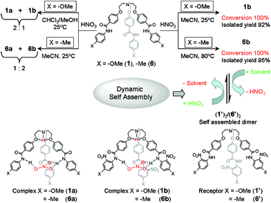 A schematic representation of the solvent-dependent formation of the nitrate-encapsulated complex and reversible binding of the nitrate anion through interconversion between a nitrate-encapsulated complex and a self-assembled capsule.