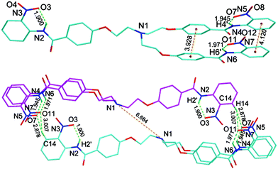 The crystal structure of homodimer 52 showing intramolecular hydrogen bonds between amide N–Hs and O-atoms of the nitro group (top) and hydrogen-bonded homodimer 52 (bottom). All hydrogen atoms are omitted for clarity except for amide N–Hs.