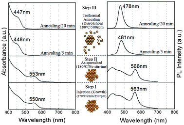 Temporal evolution of room temperature optical absorption (left) and PL spectra (right) of ultrasmall CdSe QDs in different steps. The inset image schematically shows that QDs grown in step I maintain the defective structure after quenching (step II) and dissolve into ultrasmall QDs in step III.