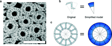 T-motif ring structure. a AFM observation of T-motif ring 1.0x structures on mica surface (free-solution self-assembly). Scale bar = 100 nm. See ESI 7 for the experimental details. b Original motif design of ring 1.0x and simplified representation (simulation model). c Original design of the final ring structure and simplified representation.