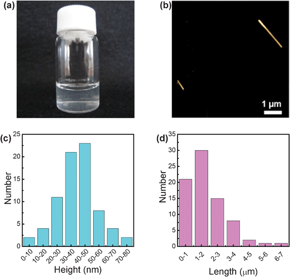 (a) Dispersion of GA-functionalized BNNTs; (b) AFM image of GA-functionalized BNNTs on the mica surface; (c) statistic distribution of heights and (d) lengths of GA-functionalized BNNTs.