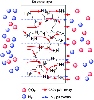 Schematic of CO2 and N2 transport mechanisms in a PEI-facilitated transport membrane (not to scale). The dashed blue line represents the pathway of N2 gases (solution–diffusion mechanism) and the solid red line represents the CO2 pathway (facilitated transport mechanism).