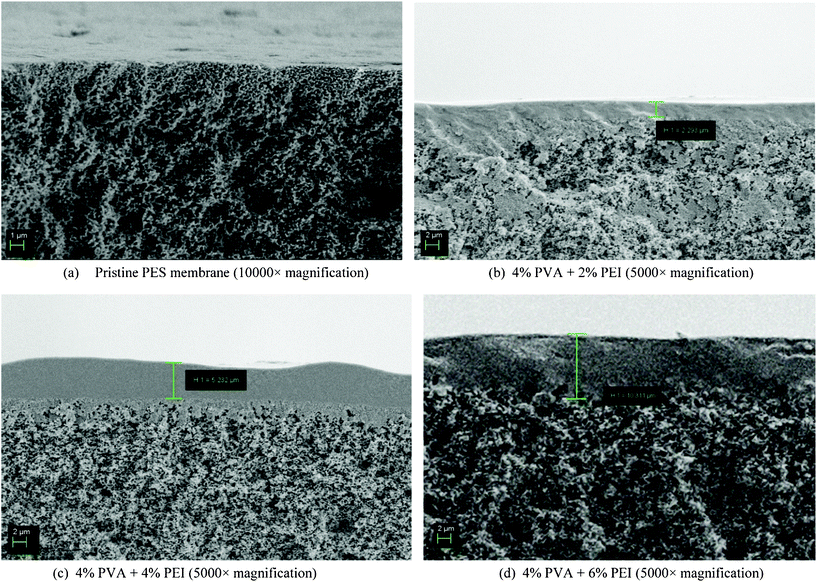 SEM images of the cross-sections of the fabricated membrane (polyvinyl alcohol and polyethylenimine deposited on a microporous polyethersulphone hollow fibre membrane) with different PEI compositions.