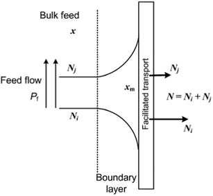 Molar fraction profiles for gas separation in the boundary layer under steady state conditions.