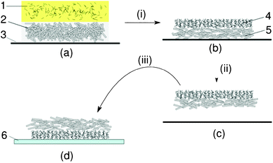 Illustration of the designed fabrication and transfer procedure using free-standing film method. (1) small nanowire paste; (2) big nanowire paste; (3) glass substrate; (4) small nanowire layer; (5) big nanowire layer; (6) flexible substrate. (i) High temperature treatment; (ii) cooling down to room temperature; (iii) transfer. (a) One layer of (2) and one layer of (1) formed on a piece of (3) using the doctor-blade method. (b) After (i), a free-standing film with layered structure was formed. (c) During (ii), the free-standing film automatically lifted off from (3). (d) The free-standing film was transferred onto a piece of (6) with small nanowires attached to substrate.