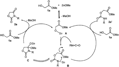 A plausible catalytic cycle in the reaction using 1a.