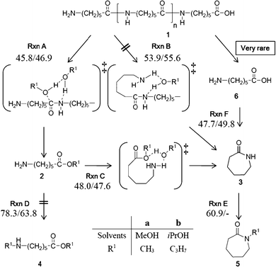 Reaction pathways of nylon 6 depolymerization in this study.