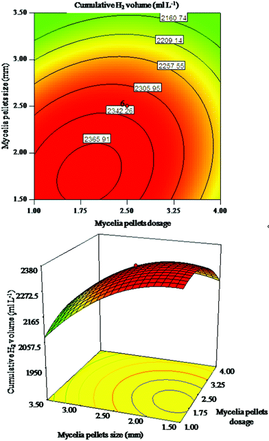 Response surface plot and corresponding contour plot for interaction of mycelia pellet size and mycelia pellet dosage on cumulative H2 volume.