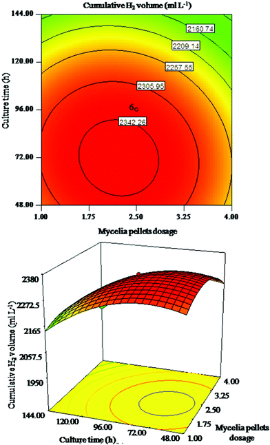 Response surface plot and corresponding contour plot for interaction of mycelia pellet dosage and culture time on cumulative H2 volume.