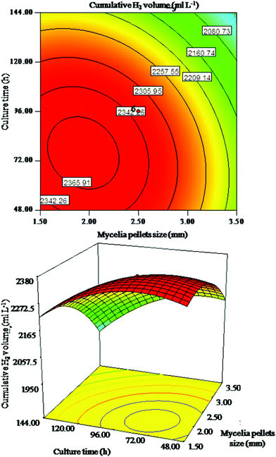 Response surface plot and corresponding contour plot for interaction of mycelia pellet size and culture time on cumulative H2 volume.